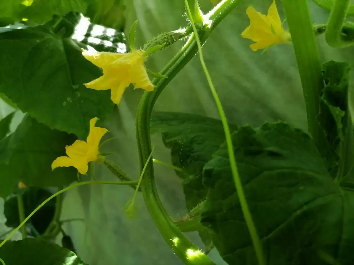 Пчелоопыляемые огурцы: вкус из детства возвращается