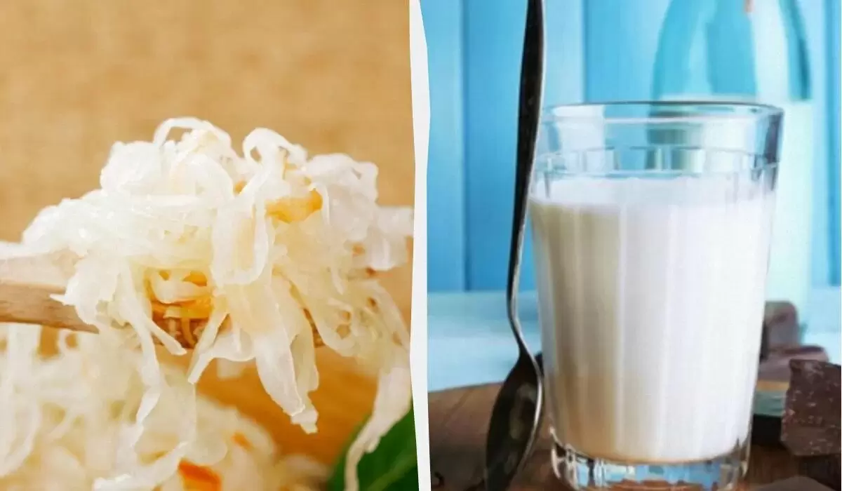 Не просто йогурт: 10 неожиданных продуктов с высоким содержанием пробиотиков