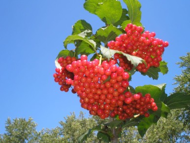 ������: ������ ������ ������� �������� � ��������