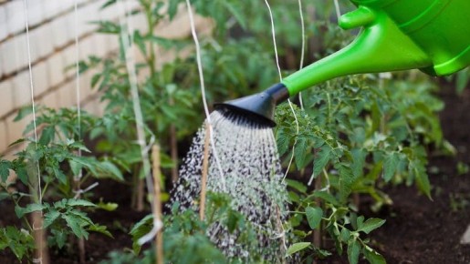 Технология умной грядки: как увеличить урожай огурцов на 35% с минимальными затратами