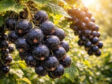 ��������� ������ ���������: ����� � �������� ������ � ������� ��������� ����