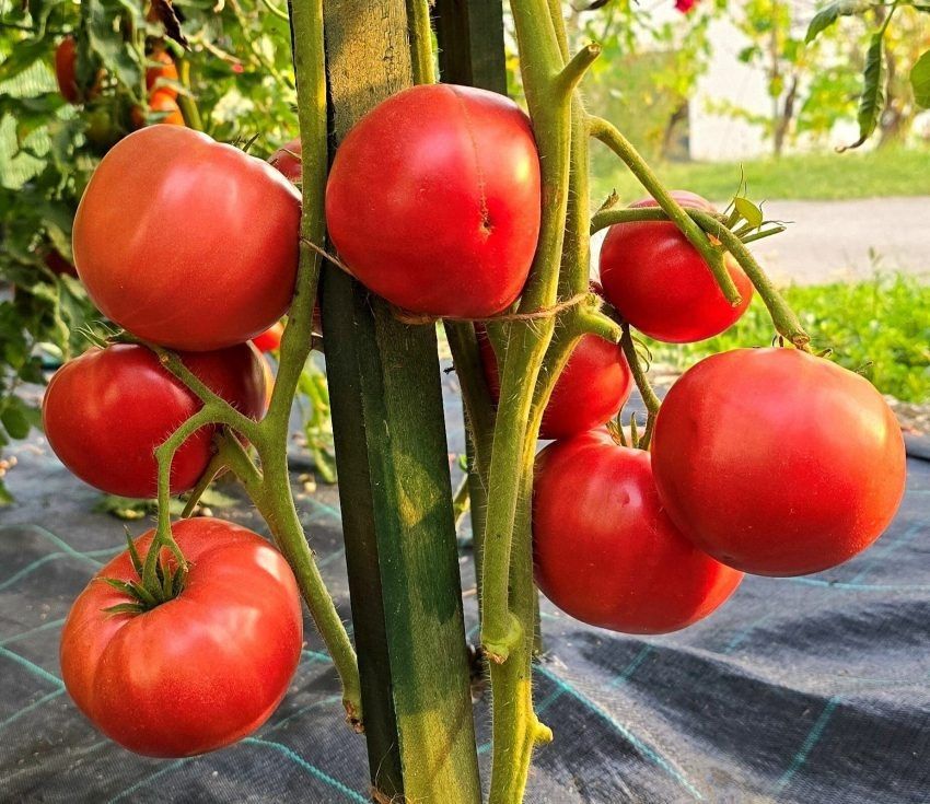 ����� ������: ������ ������ ��� ��������� ������� ������