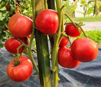 ����� ������: ������ ������ ��� ��������� ������� ������