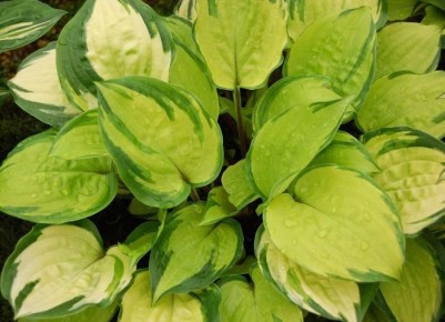 Как осенью правильно подкармливать хосту: советы от экспертов