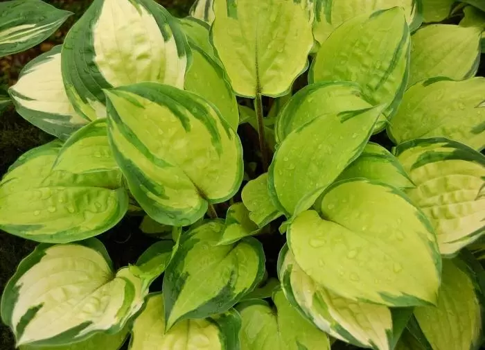 Как осенью правильно подкармливать хосту: советы от экспертов