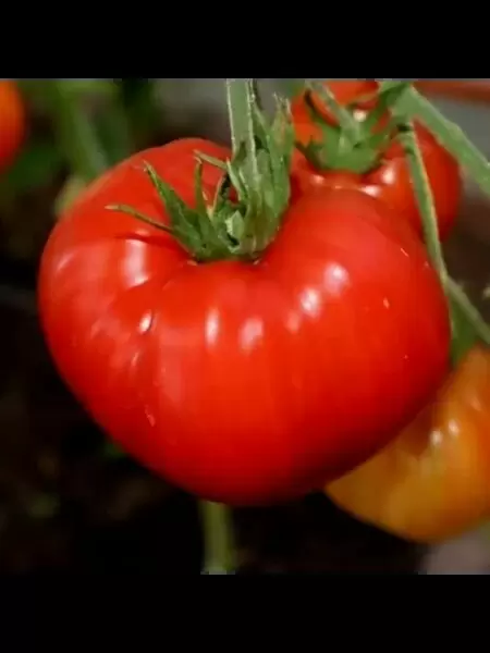 Томат Ярсон 8 раскрывает секрет крупного плода и долговечности для заготовок