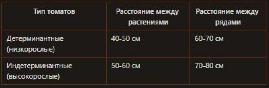 Ошибки, которые губят урожай: как правильно выращивать томаты в теплице