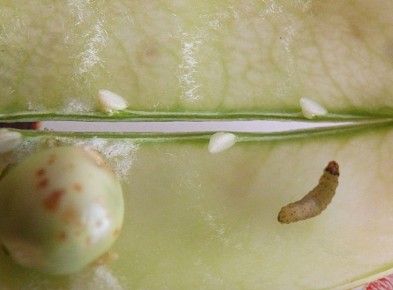 ��� �������� ����� �� ����������: ������������ ����������� ��� ���������