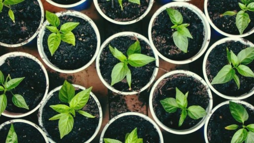 Как алоэ помогает семенам перца прорастать быстрее