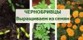 Как вырастить чернобривцы: секреты успешного посева и ухода