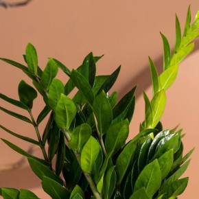 Почему листья замиокулькаса скручиваются: основные причины и их решение