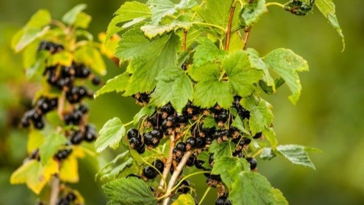 ������� ���������: 6 ������ ������� ������ � ��� �� ���������