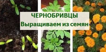 ��� ��������� �����������: ������� ��������� ������ � �����