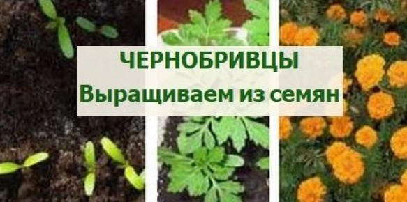 ��� ��������� �����������: ������� ��������� ������ � �����