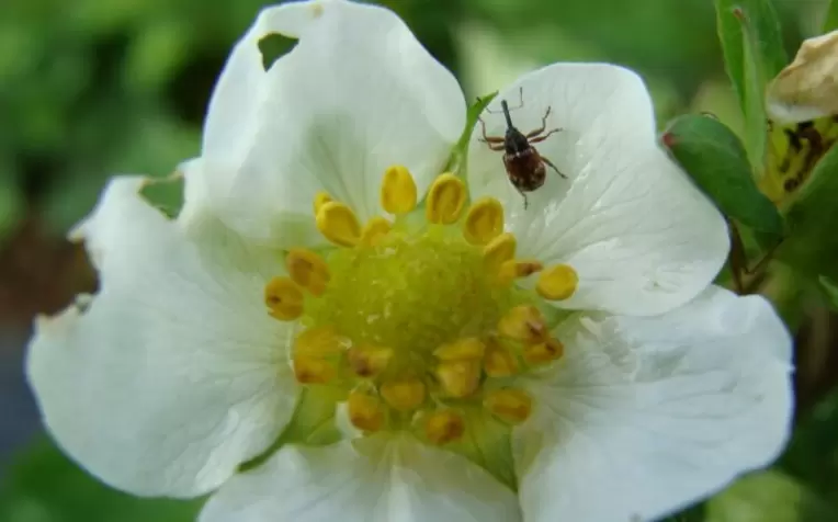 Как натуральные смеси помогают защитить клубнику от вредителей: секреты успешного урожая