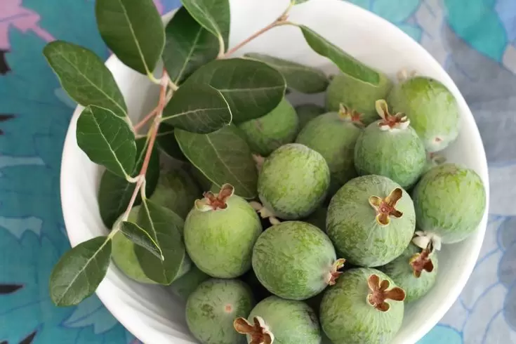 Фейхоа: экзотический плод, который поможет укрепить здоровье