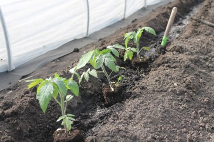 ��� ������ �������: ������� �������� ����� ������� � �������� �����