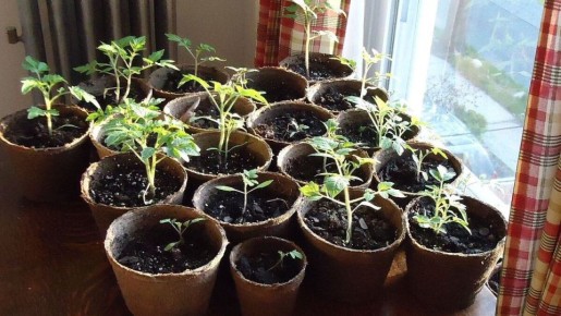 ����������� ������� �������: ��� ����������� �������� � ������� �� �������� �����