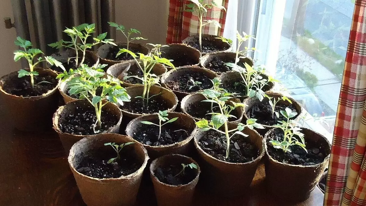 Закаливание рассады томатов: как подготовить растения к высадке на открытый грунт