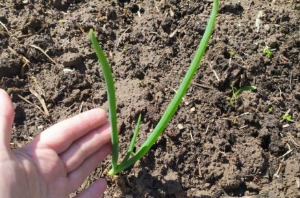 ��� ���������� �������� ���� ���� ����� �������: ��� �������� ������� �����