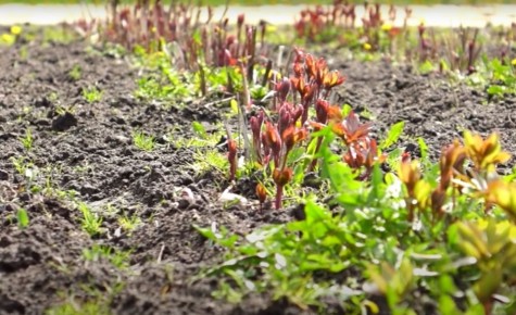 ������� ��������� ����� �� �������: ��� ���������� ��������� ��������