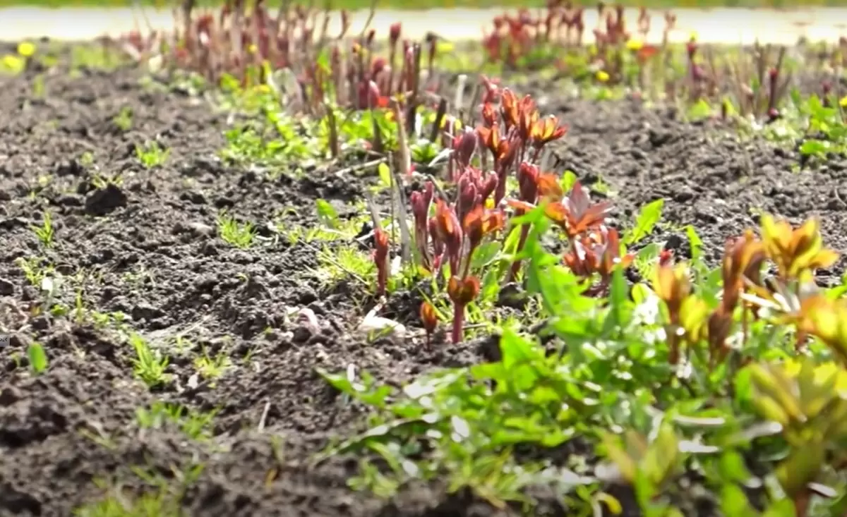 Секреты весеннего ухода за пионами: как обеспечить роскошное цветение