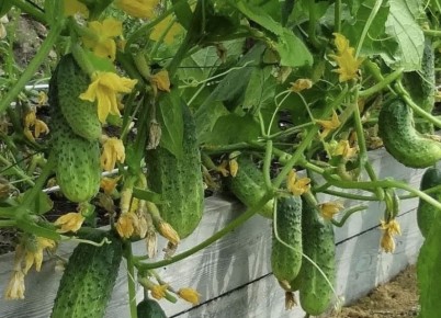 ��� ���������� ������� ��������� ������� ��� ��������� ������������?