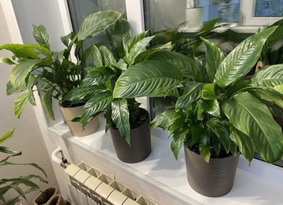 ������ ��������� �������� �� ������?