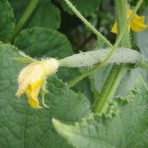 ��� �������� ����������� �������: ������� ������ ��� ��������