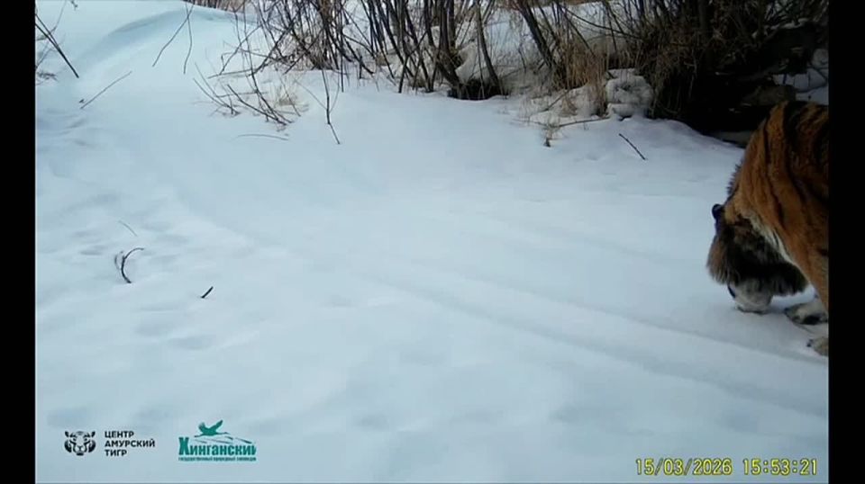 ������ ���� ��� �������, ����� � ���� �������