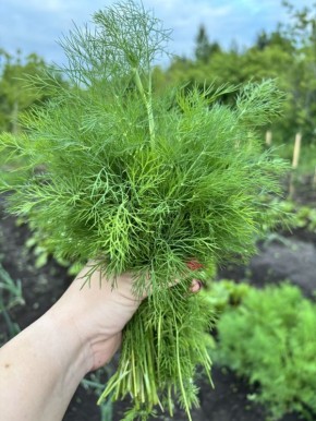 ��� ��������� ����� ��� ��������: ��������� �������