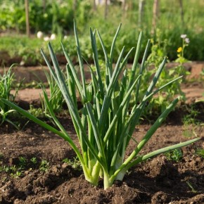 ��� ���������� ���� ������ �� ������ � ������ �� ������ � �������