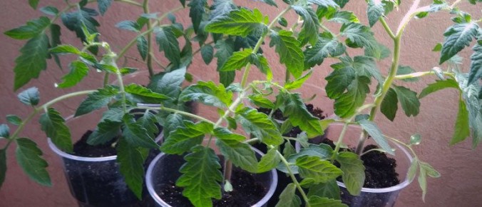 ��� ��������� ����������� ����� ��� ������� �������: ������� ������� �����������