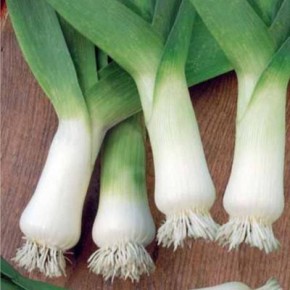 ���-����� ������� ��: ���������������� ���� � �������� �������