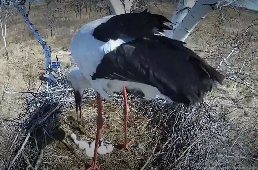 7 мая в гнезде аистов Амура и Зеи вылупился второй птенец