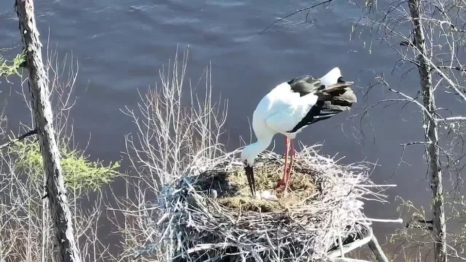 В Норском заповеднике нашли одно из самых северных гнезд дальневосточного аиста