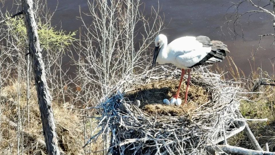 В Норском заповеднике нашли одно из самых северных гнезд дальневосточного аиста В Норском заповеднике нашли одно из самых северных гнезд дальневосточного аиста