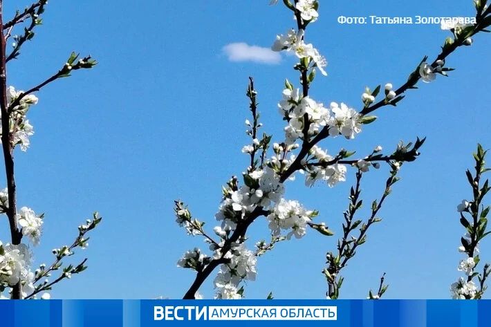 Небольшая облачность: прогноз погоды в Амурской области на 18 мая
