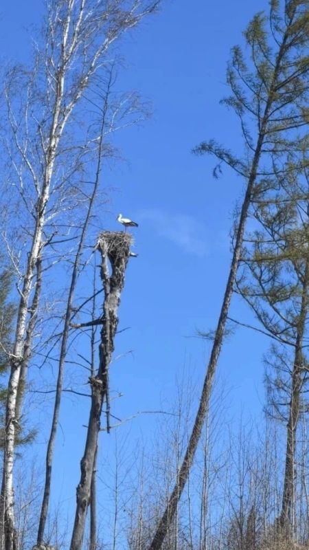 В Норском заповеднике нашли одно из самых северных гнезд дальневосточного аиста В Норском заповеднике нашли одно из самых северных гнезд дальневосточного аиста