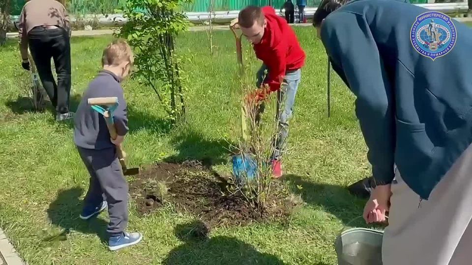 Больше 2000 деревьев высадили амурчане в память о погибших героях Великой Отечественной войны