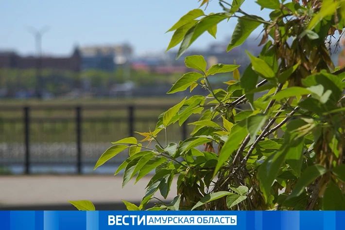 Небольшой дождь на севере: прогноз погоды на 19 мая в Приамурье
