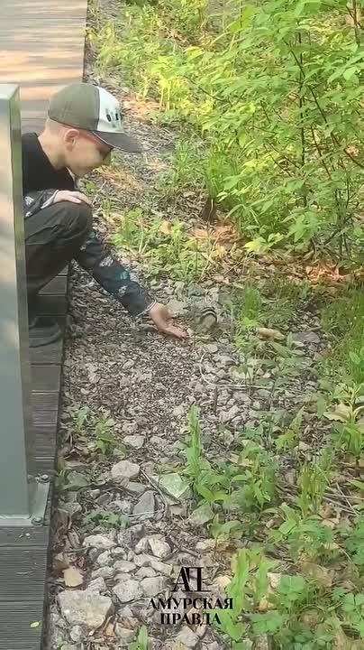 Самые дружелюбные бурундуки живут в Первомайском парке Благовещенска