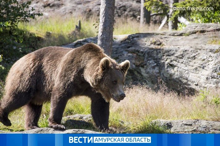 Голодные медведи вышли к людям на севере Приамурья