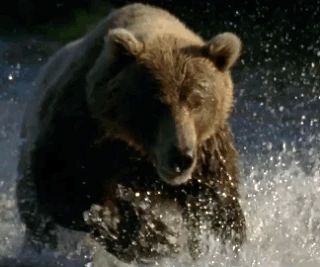 Жители северных сел Приамурья жалуются на медведей