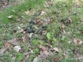 В Приамурье на лесных дорогах все чаще замечают змей