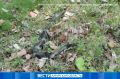 Полозы активничают в Приамурье: специалисты призывают к осторожности