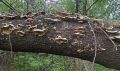 Прогноз погоды в Амурской области на 29 мая
