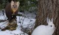 ���������� ����� ������: � �������� ����� ����������� ����������� ������� � ������