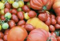 Томаты, которые не подведут: как сохранить урожай до зимы