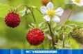 Сезон земляники: как собрать ягоды и не получить штраф